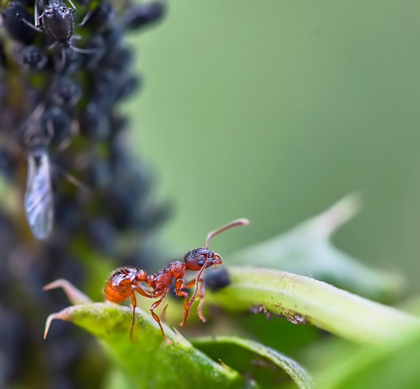 Рыжий луговой муравей Formica сторож (длина 4-6 мм) - Valentina - M