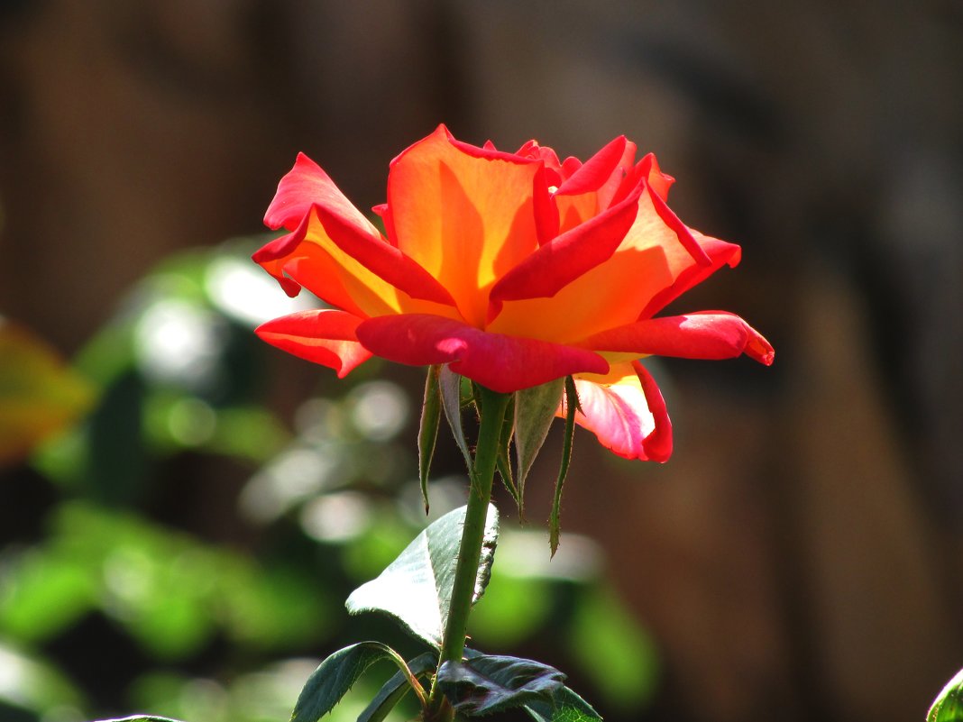 Сияющая роза - Marina Timoveewa