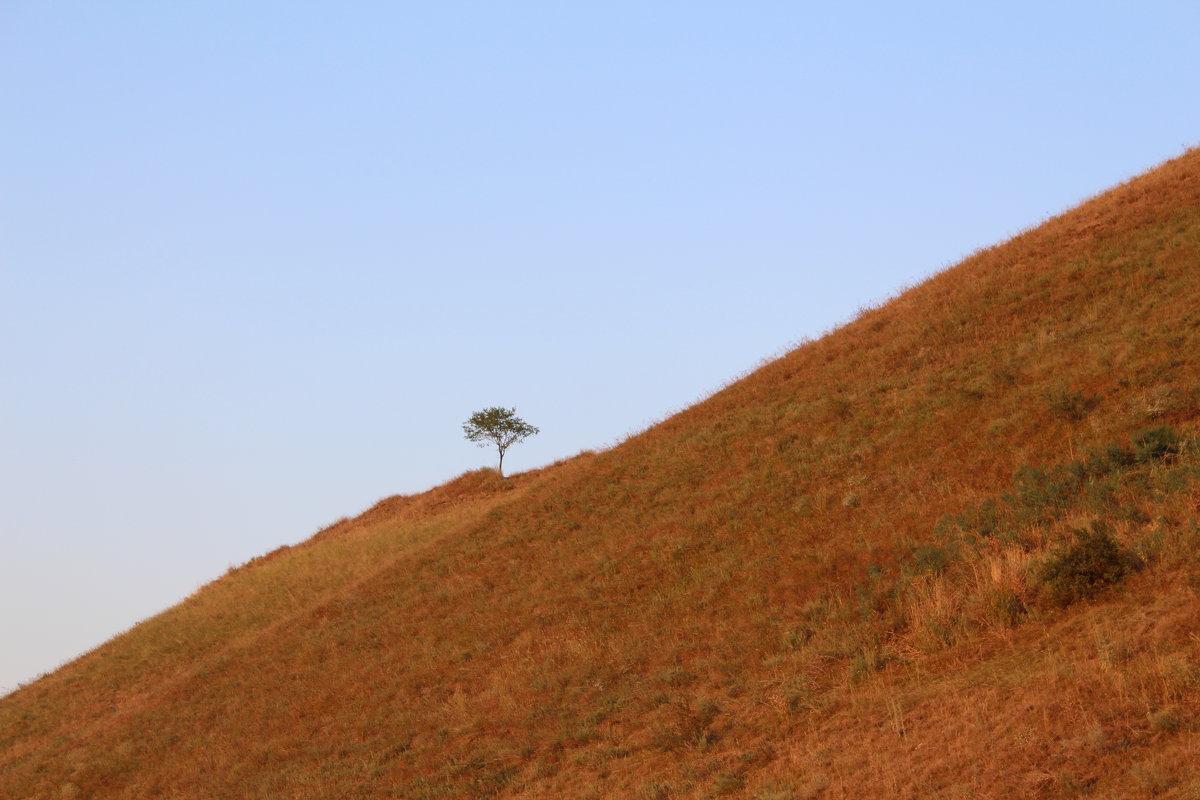 Одинокое дерево на горе - Евгения Беркина