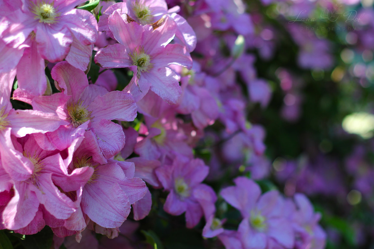 Чудесные цветы - Lana Dob