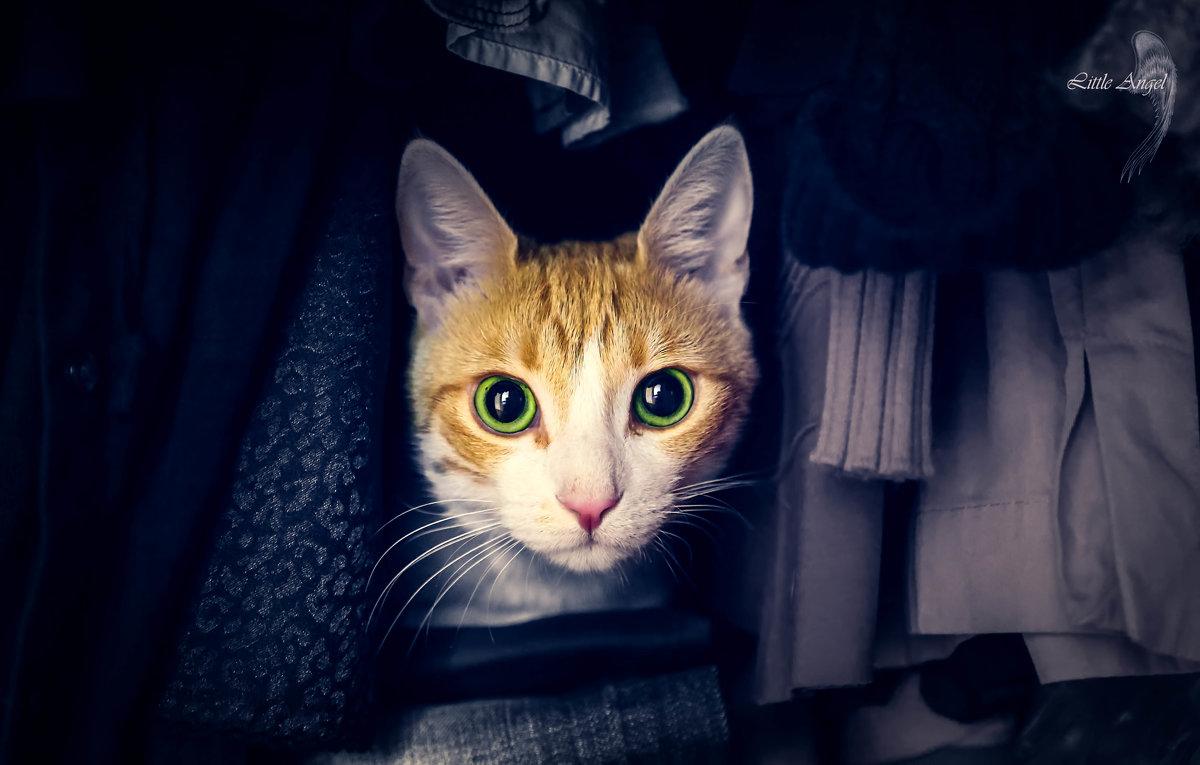 Кот в шкафу - Катерина L.A.