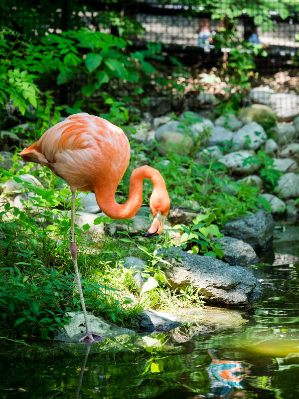 Flamingo - Vadim Raskin