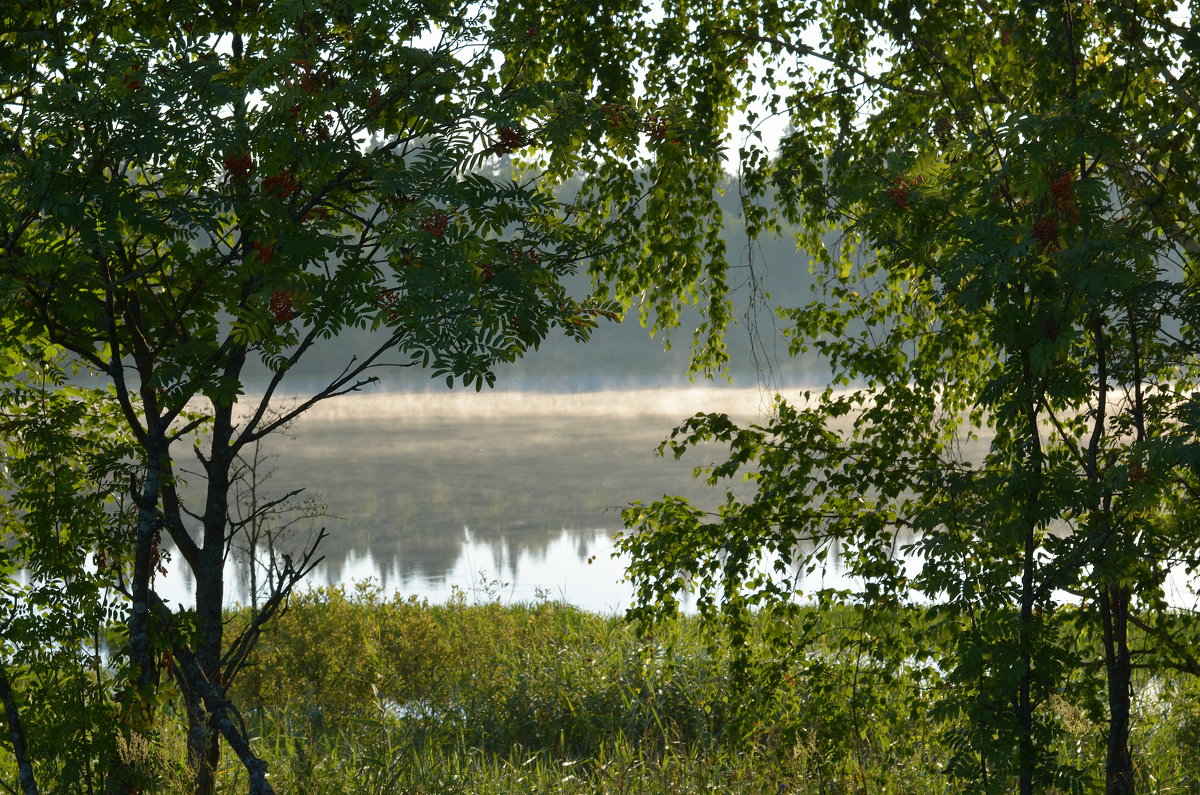 Утро на лесном озере... - mv12345 элиан