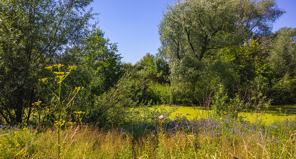 Неподалёку от реки. Пруд. 24 июля 2014г. Nokia Lumia 1020 - Vadim Piottukh 