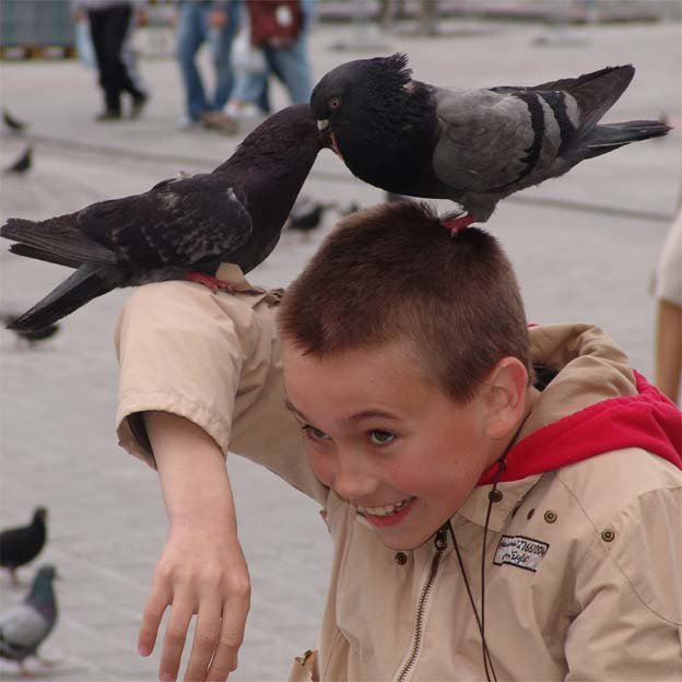 Мальчик и голуби - Дмитрий Лебедихин
