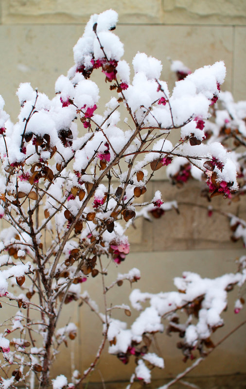 Под первым снегом - Эдуард Цветков