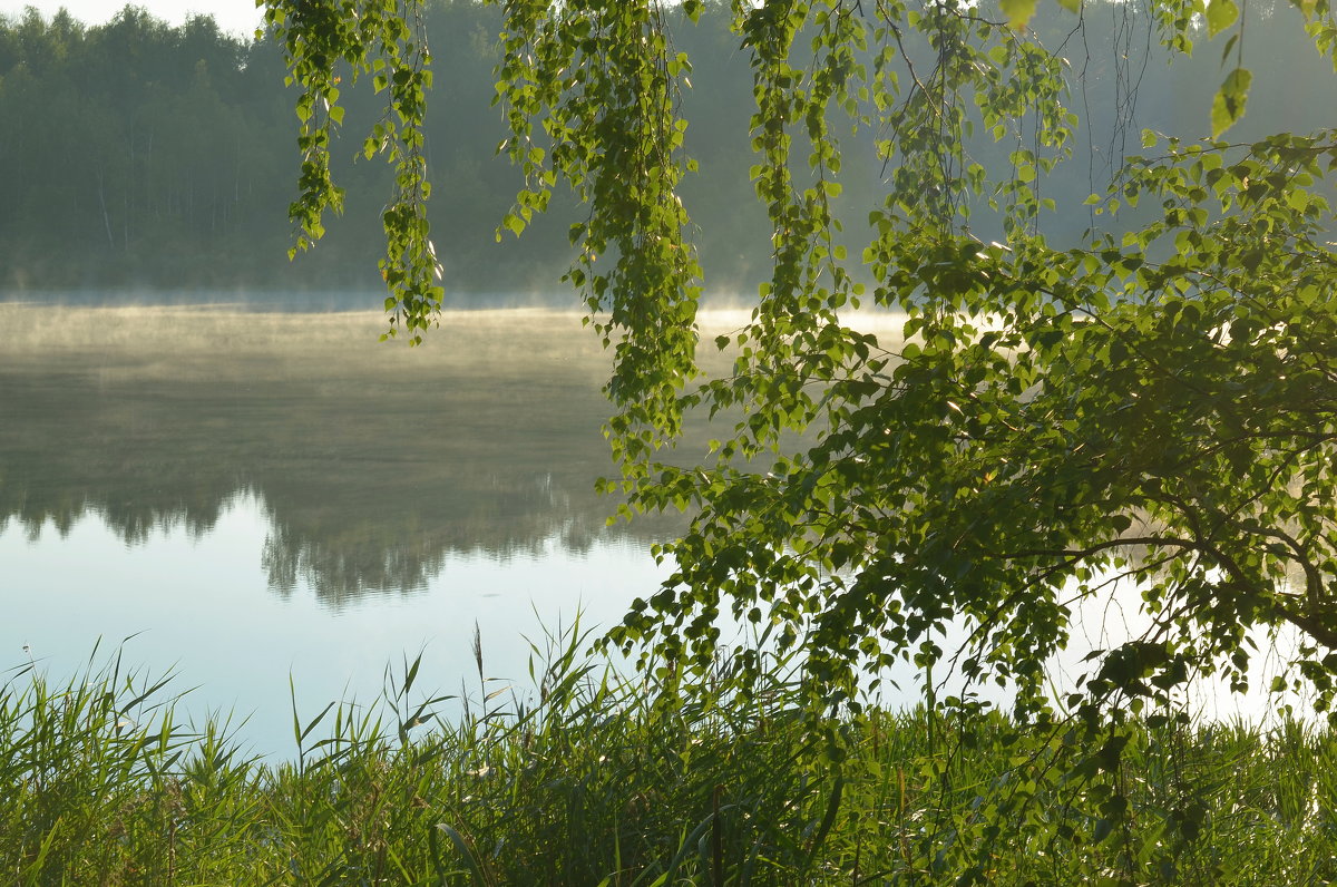 Утро на лесном озере... - mv12345 элиан