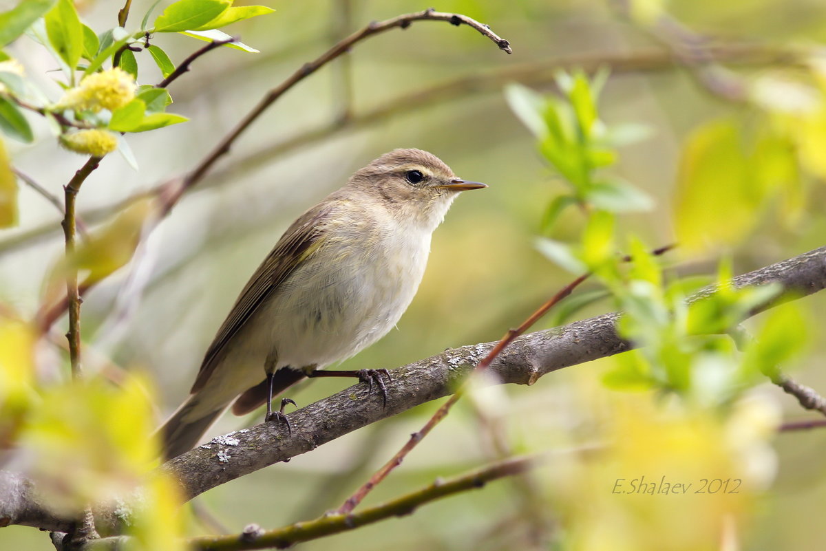 Пеночка-теньковка - Phylloscopus collybita. - Евгений 