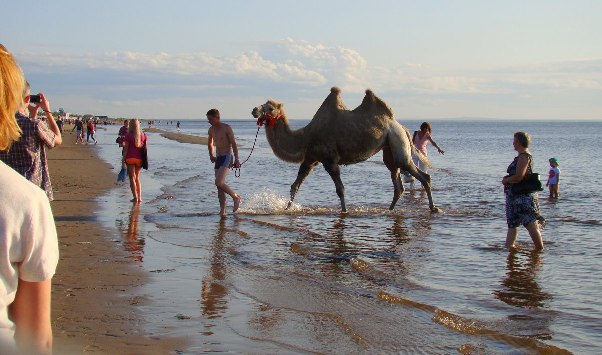 Верблюд на Белом море - Елена Перевозникова