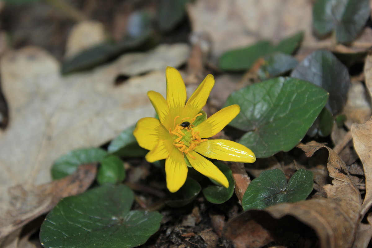 flower and bug - Анна Кухарь