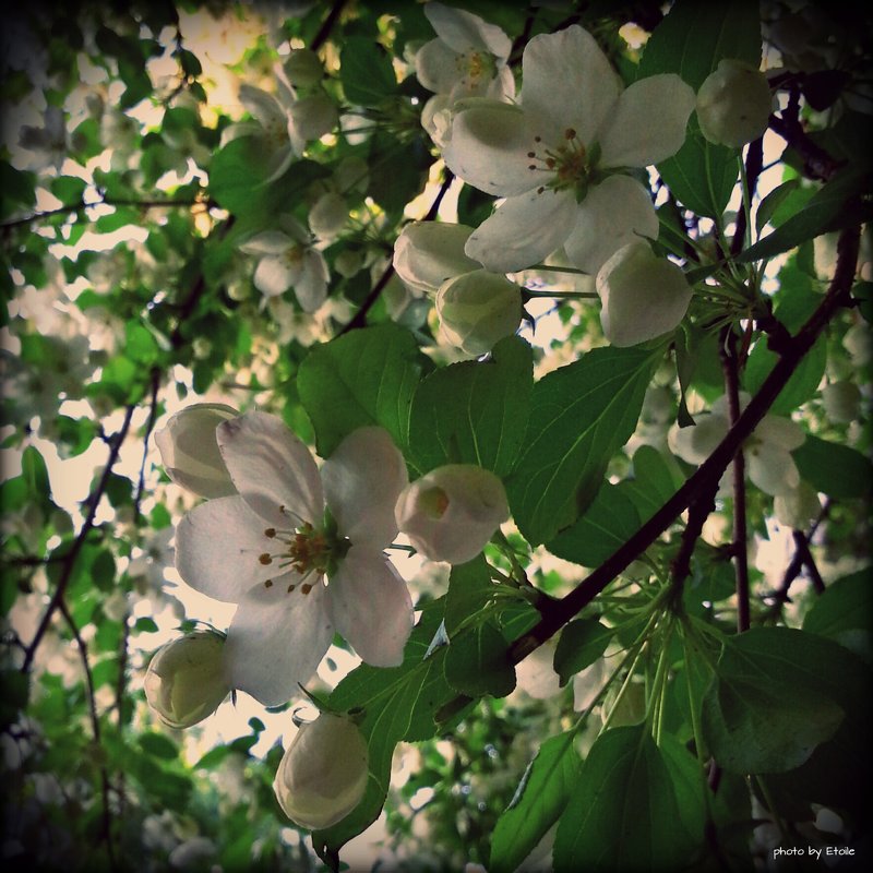 Яблоня в цвету - Lady Etoile