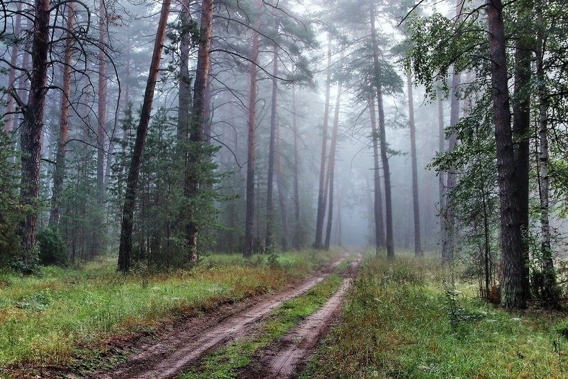 Лесной задумчивою грустью... - Лесо-Вед (Баранов)