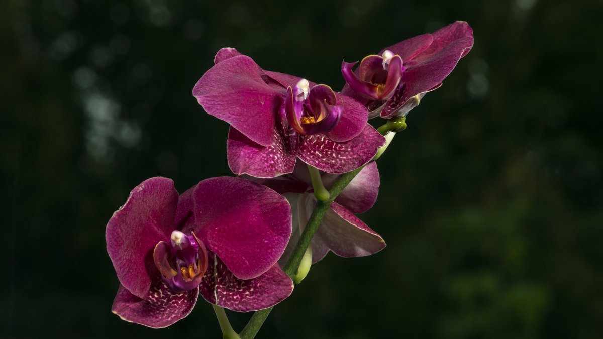 Орхидеи - Sergey Kiselev