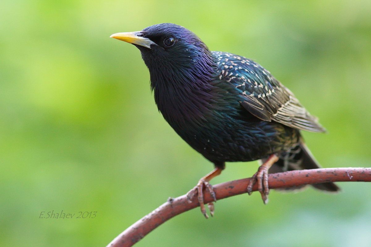 Скворец - Sturnus vulgaris - Евгений 