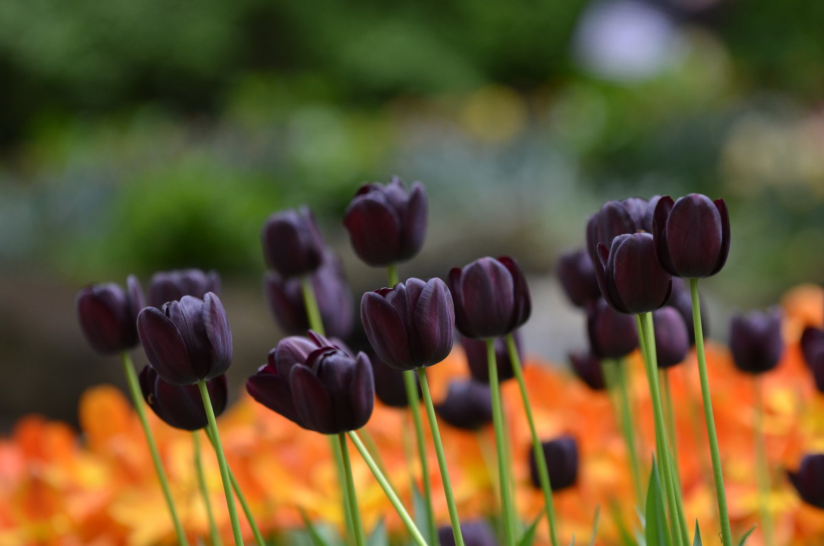 black tulips - Dmitry Ozersky