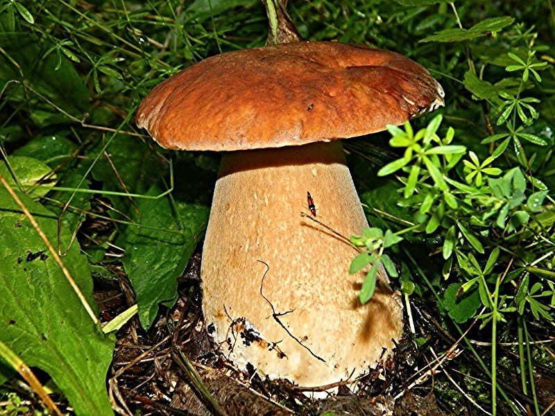 Богатырский белый гриб - Валентина Пирогова