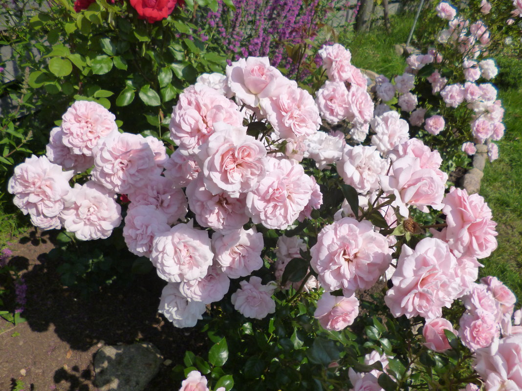 куст розы Home & Garden на второй год - lenrouz 