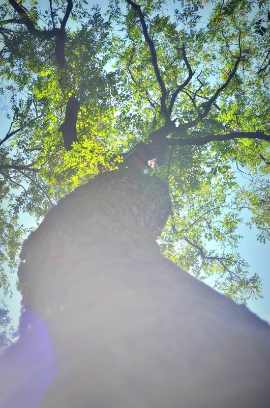 Солнечное дерево - Ксения Базарова