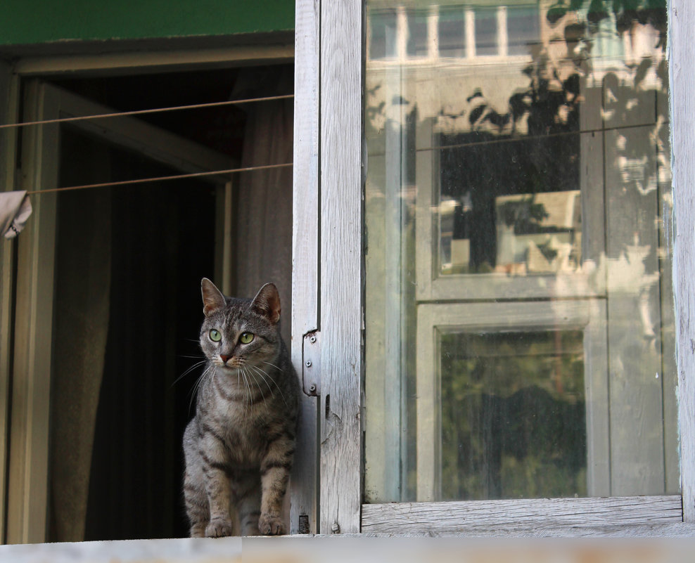 Кот в окне - LitFox .......