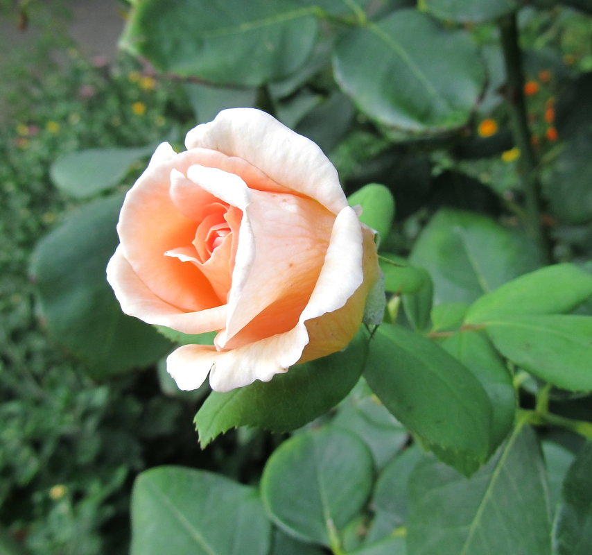 Кремовая роза - ludmila 