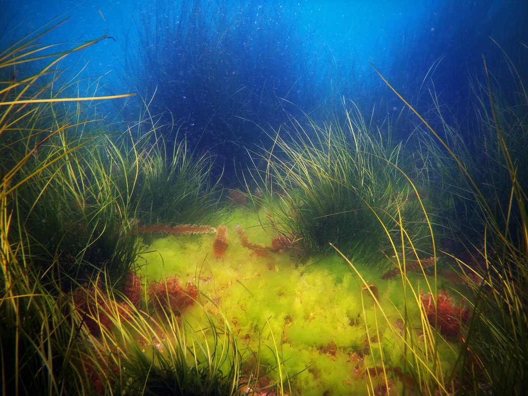 Солнечная подводная полянка - Boris Khershberg