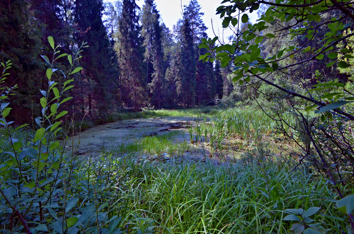 Озеро в глухом лесу - Владимир Дементьев
