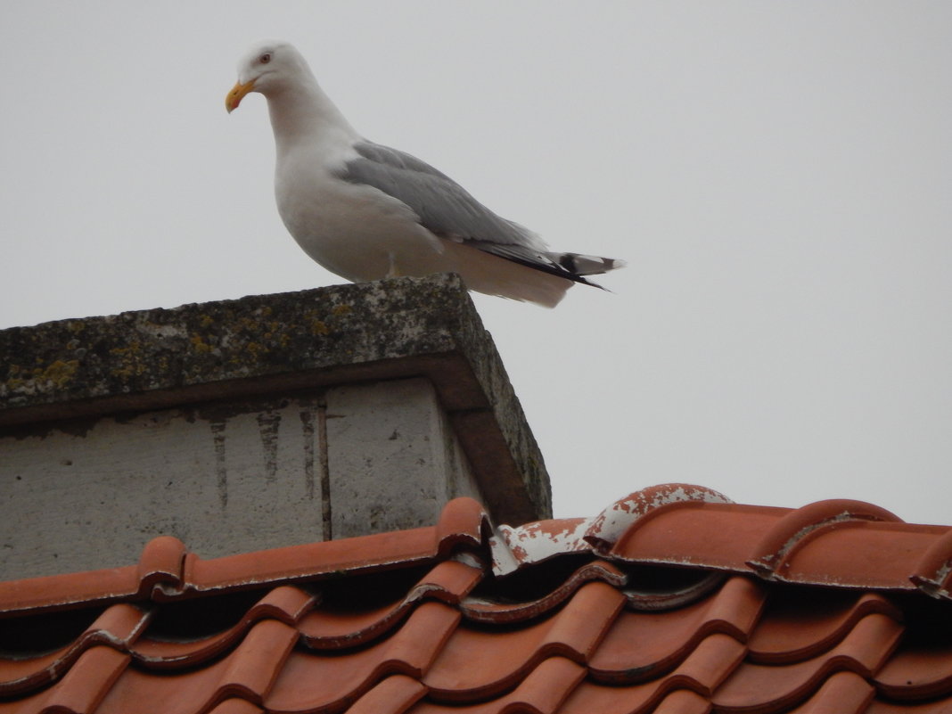 чайка на крыше - Валентина Папилова