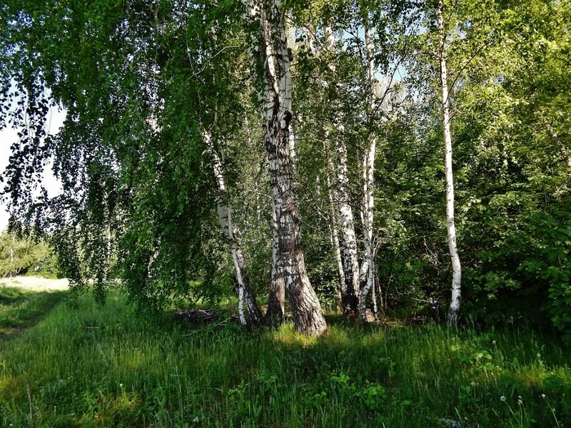 Берёзовый лес - Валентина Пирогова