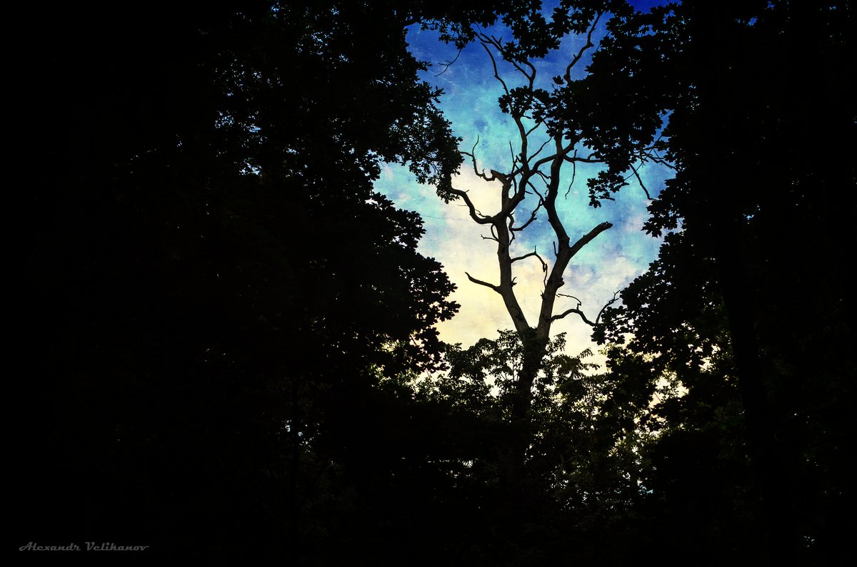 Мертвое дерево в живом лесу - Александр Великанов
