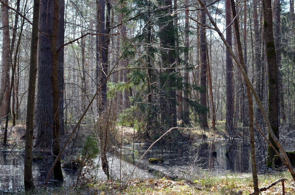 В апрельском лесу... - mv12345 элиан