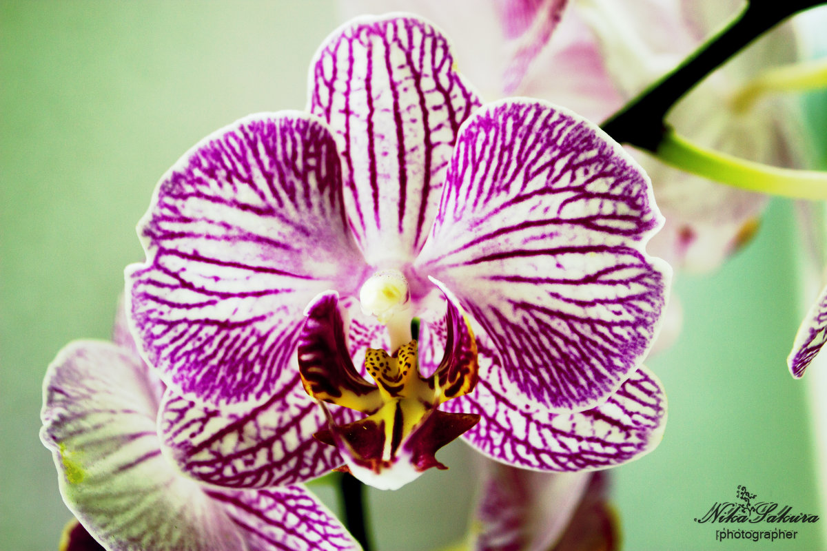 Орхидея - Вероника Мякота