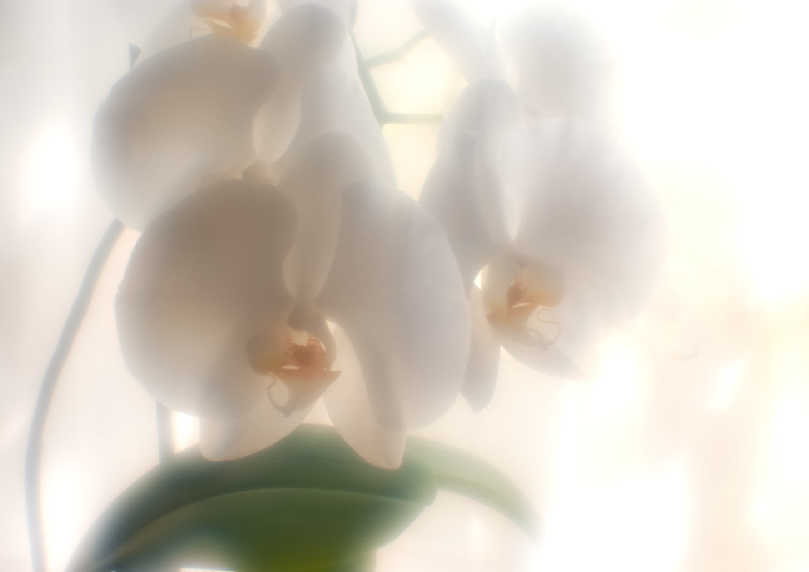 ...орхидея... - Андрей Гр