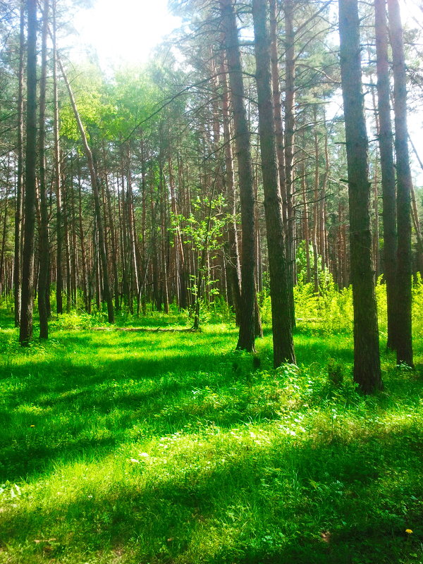 наш лес... - Сергей Авд