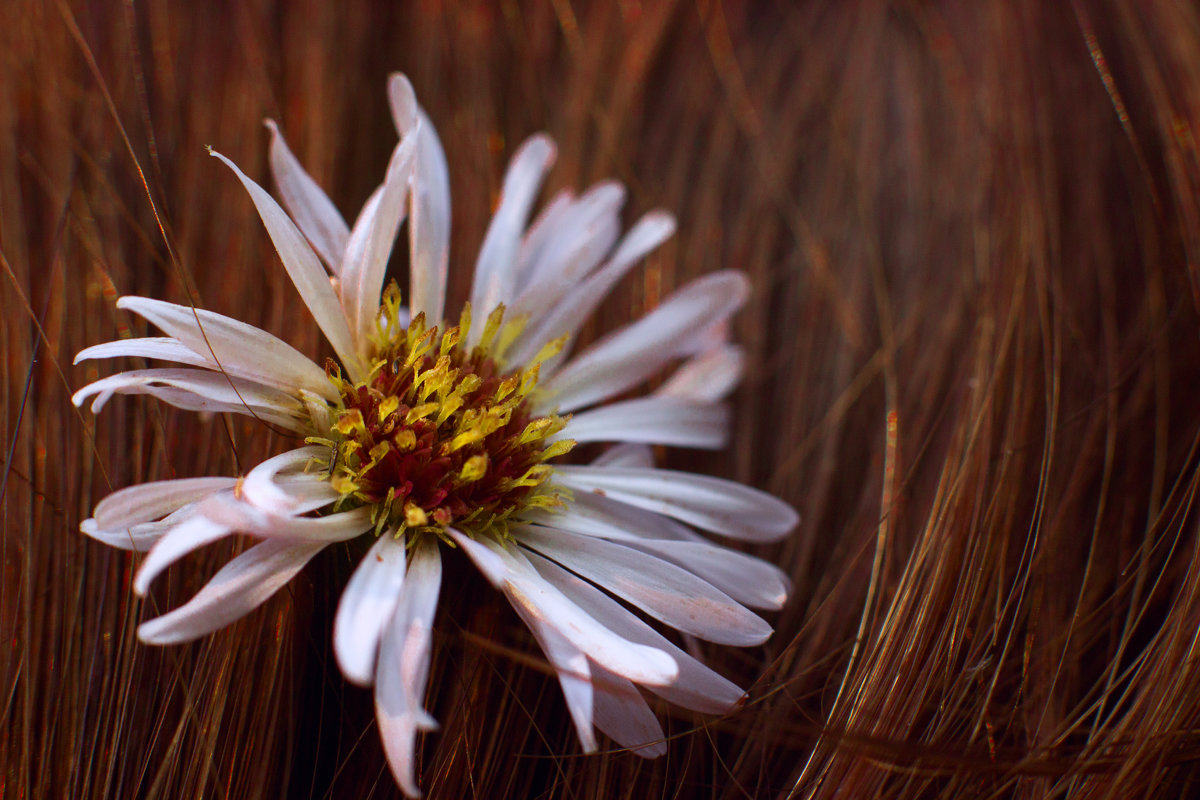 Цветы в волосах - Anna Lubina