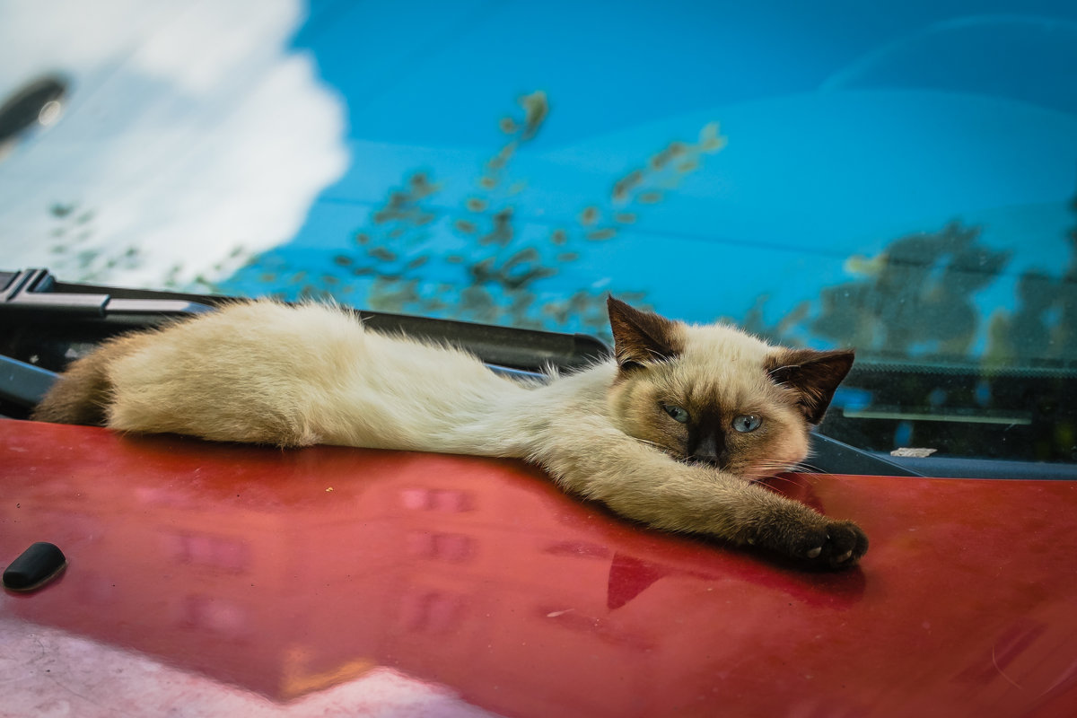 Дикие кошки на моей машине - Марк Э