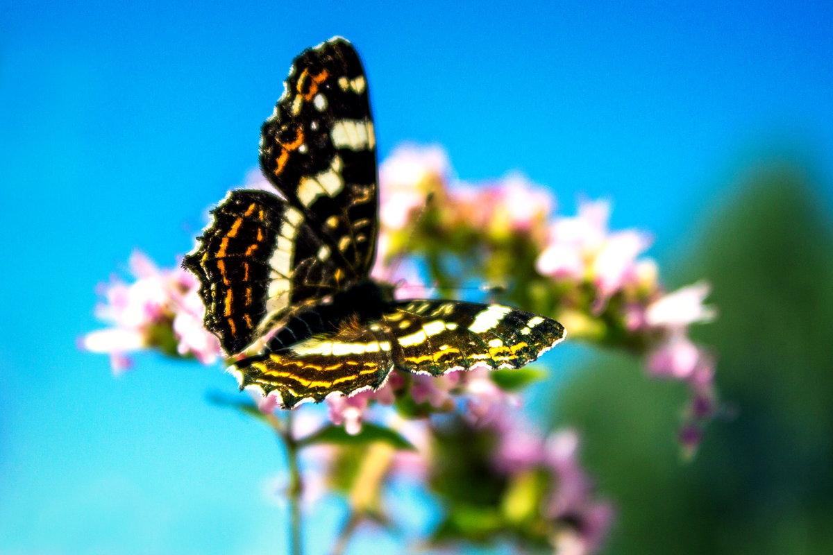 Бабочки - Наталия Дедович