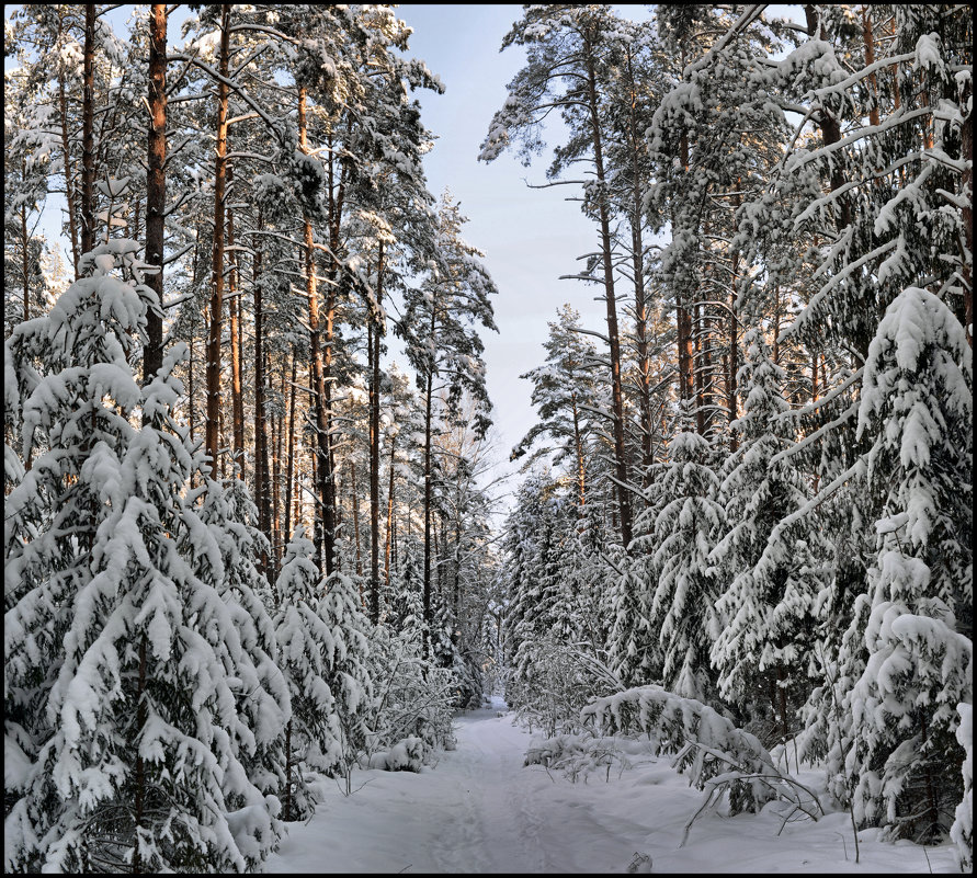 Зимний лес - Игорь Волков