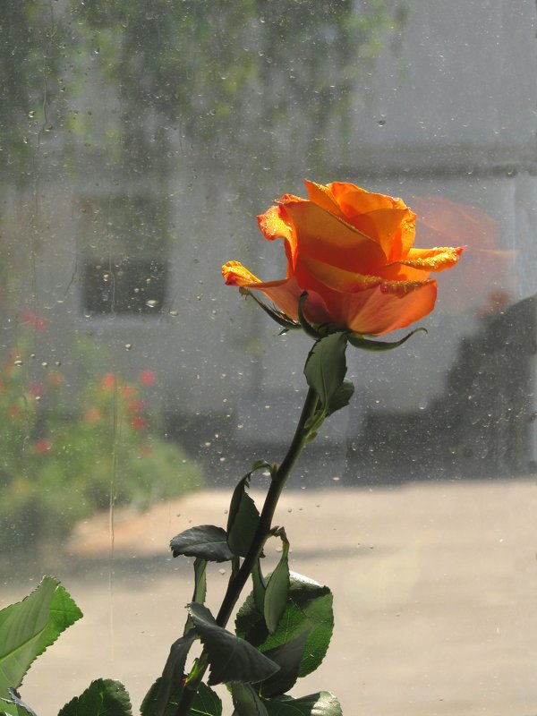 Роза на окне - Marina Timoveewa