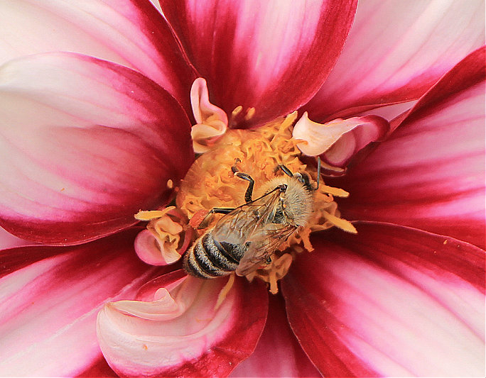Летом пчелкам целый день  собирать нектар не лень. - Ольга Ламзина