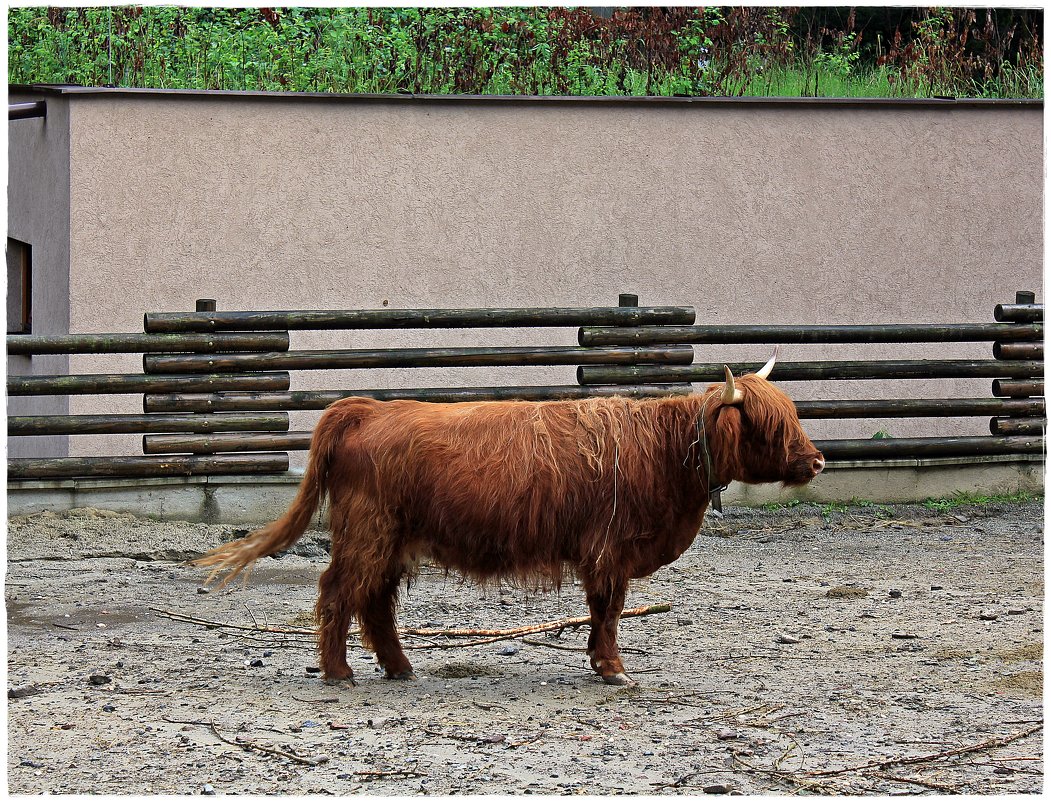 Шотландская высокогорная корова (lat. Bos primigenius f. taurus)... - Dana Spissiak