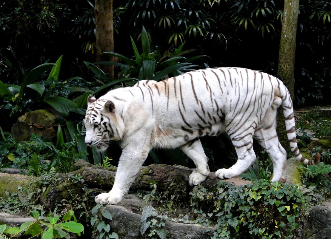 Бенгальский тигр - Елена Шемякина