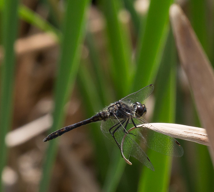 Black Dragonfly... - Дмитрий Гортинский