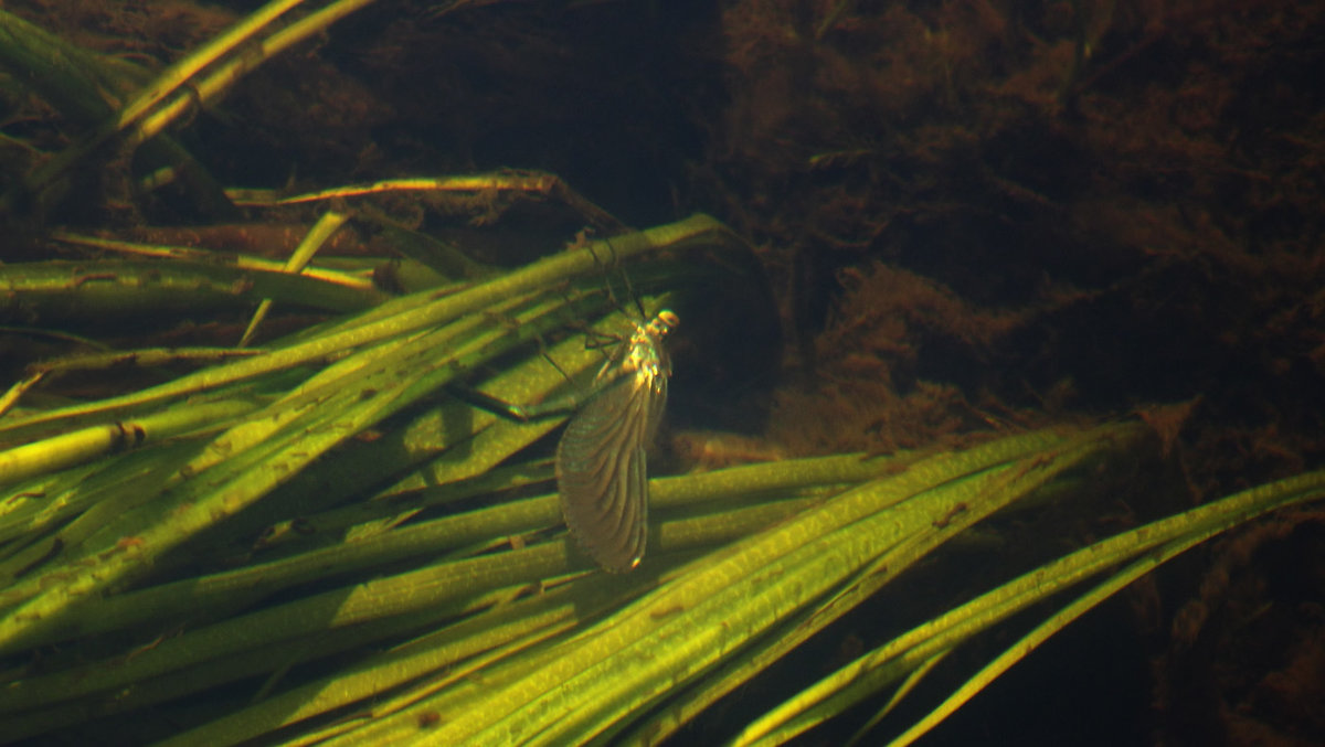 стрекоза под водой - svetlana 