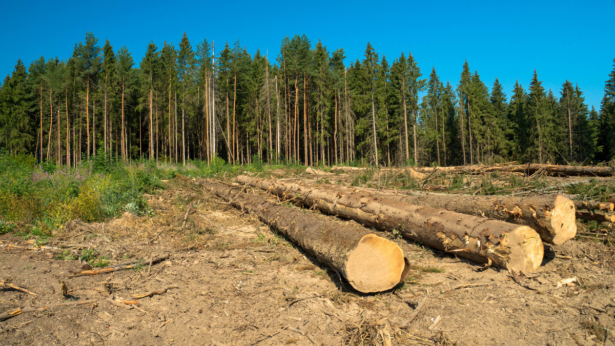 Заготовка леса - Олег Козлов