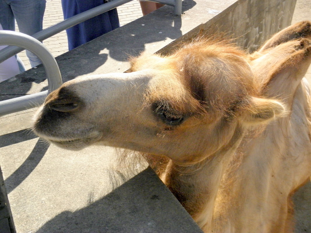 Верблюд в московском зоопарке. - Елена 
