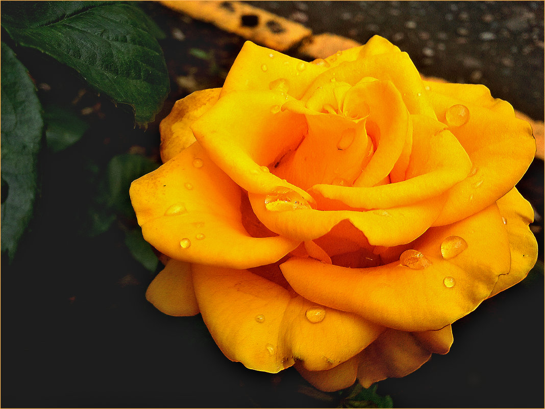 Желтая роза. - Ольга Ламзина