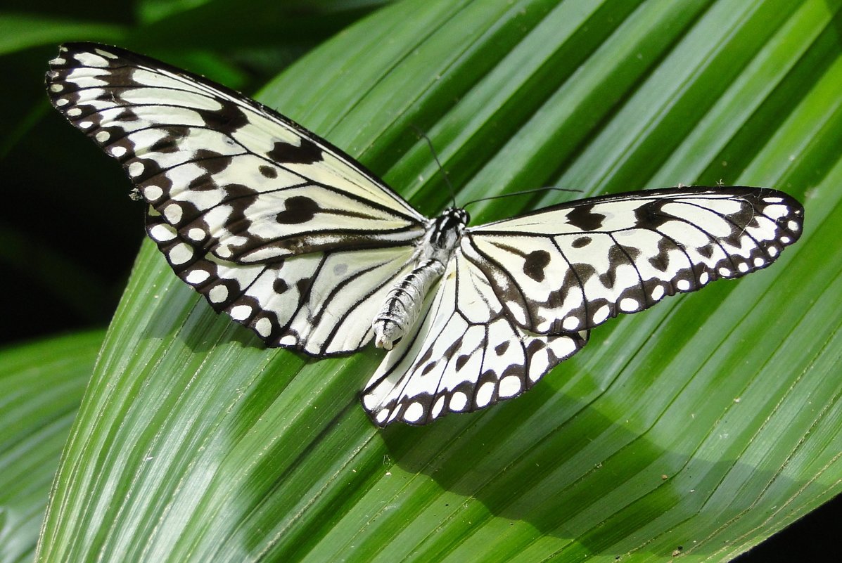 Тропическая бабочка Идея Левконоя - Елена Шемякина