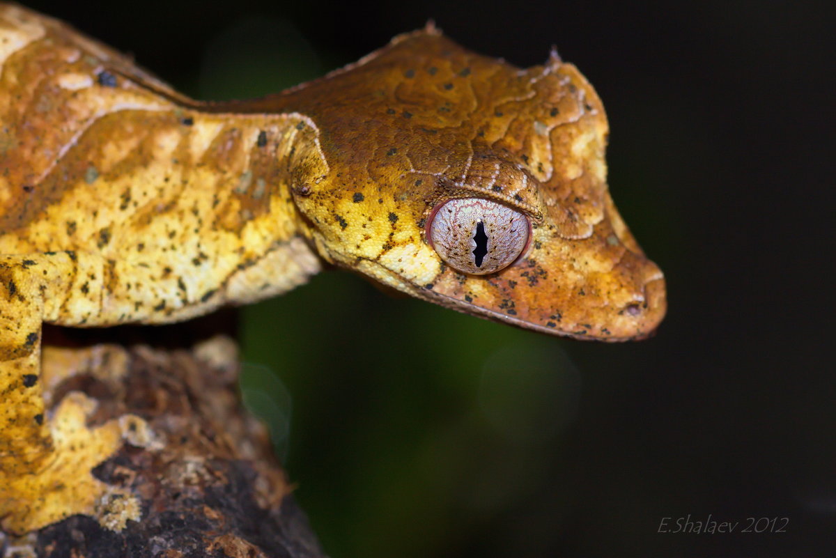 Фантастический листохвостый геккон -  Uroplatus phantasticus - Евгений 