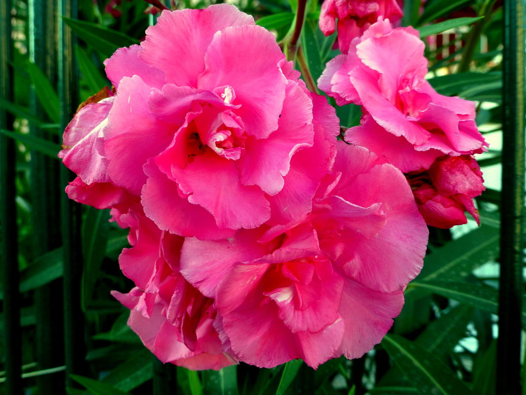 Олеандра розов цвет - Марк 