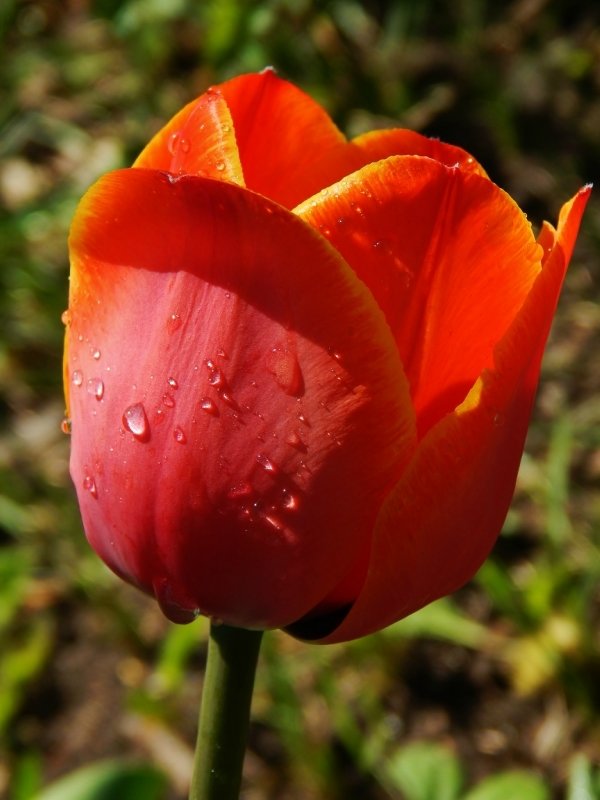 Счастливая жизнь тюльпана - Валентина Пирогова